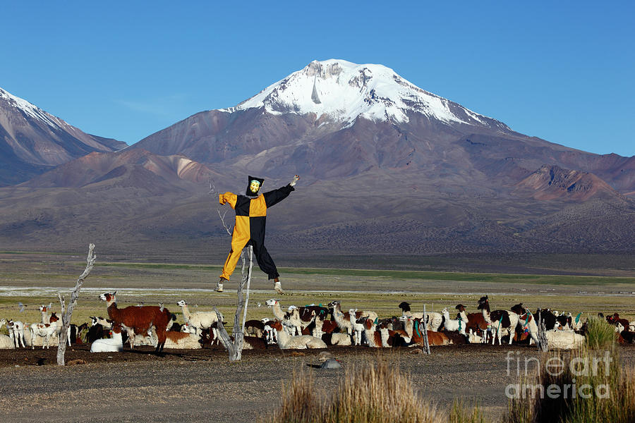 Pepino watching over llamas and Pomerape volcano Bolivia Photograph by James Brunker