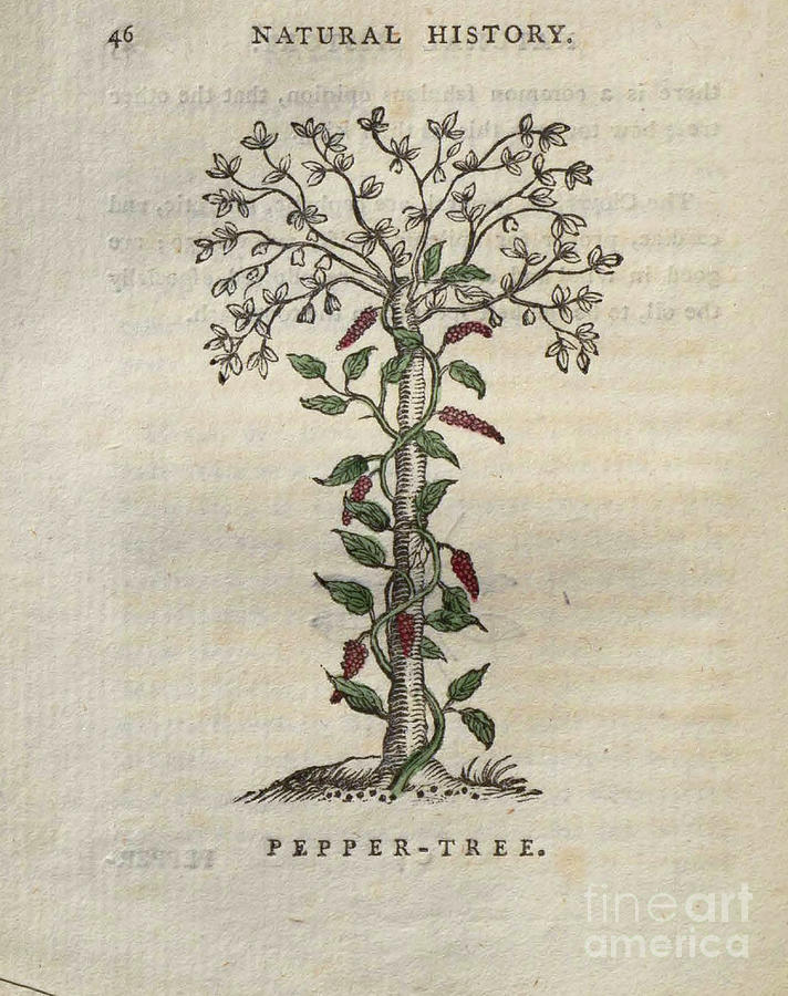 Pepper Tree t3 Drawing by Botany
