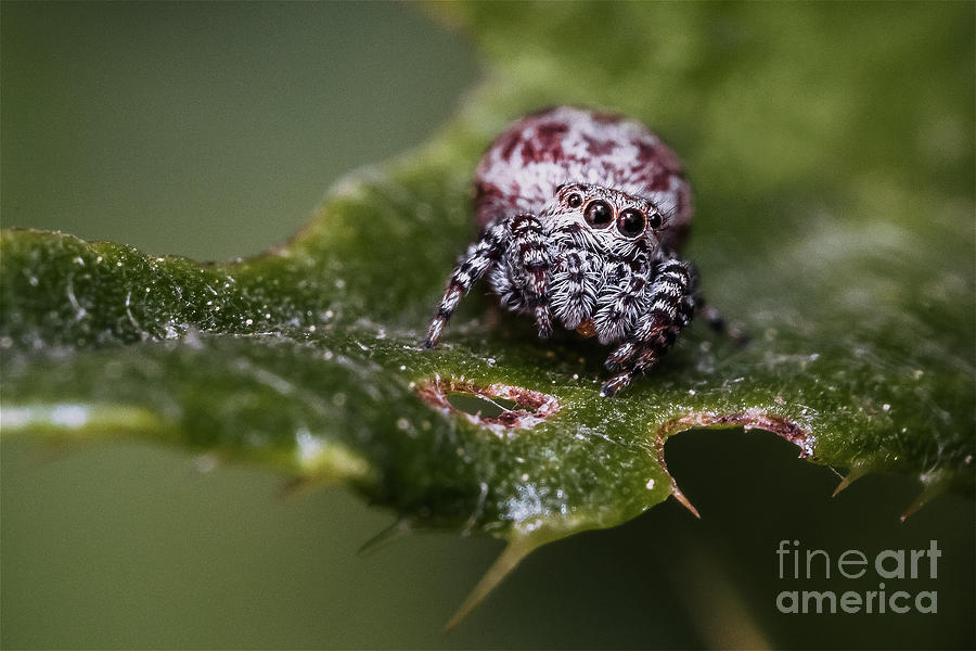 Peppered Jumping Spider on a Leaf Photograph by Stephen Geisel