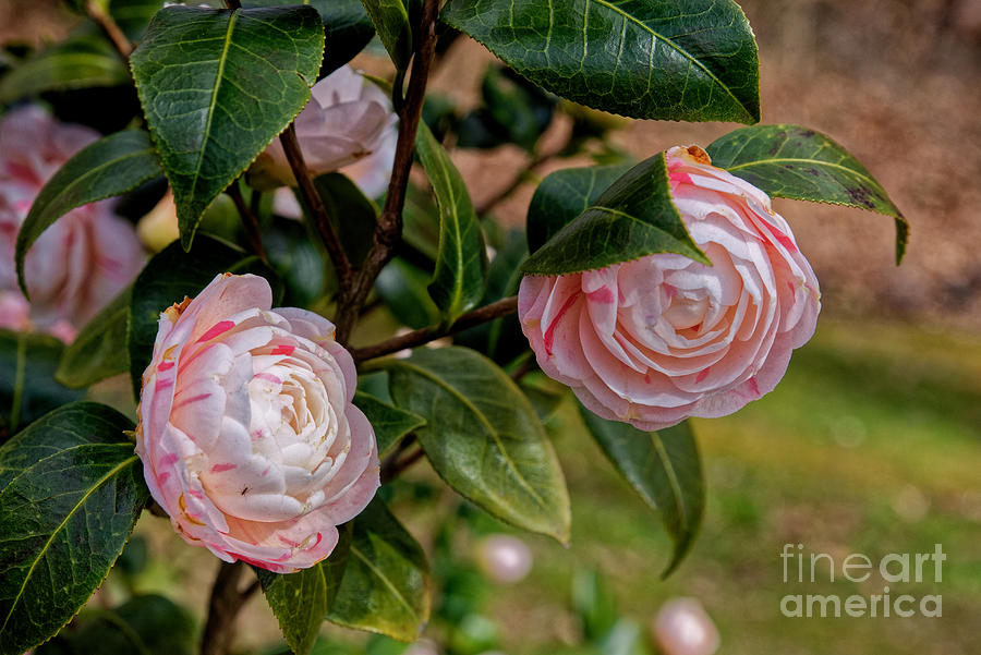 Peppermint Camellias Photograph by Paul Mashburn