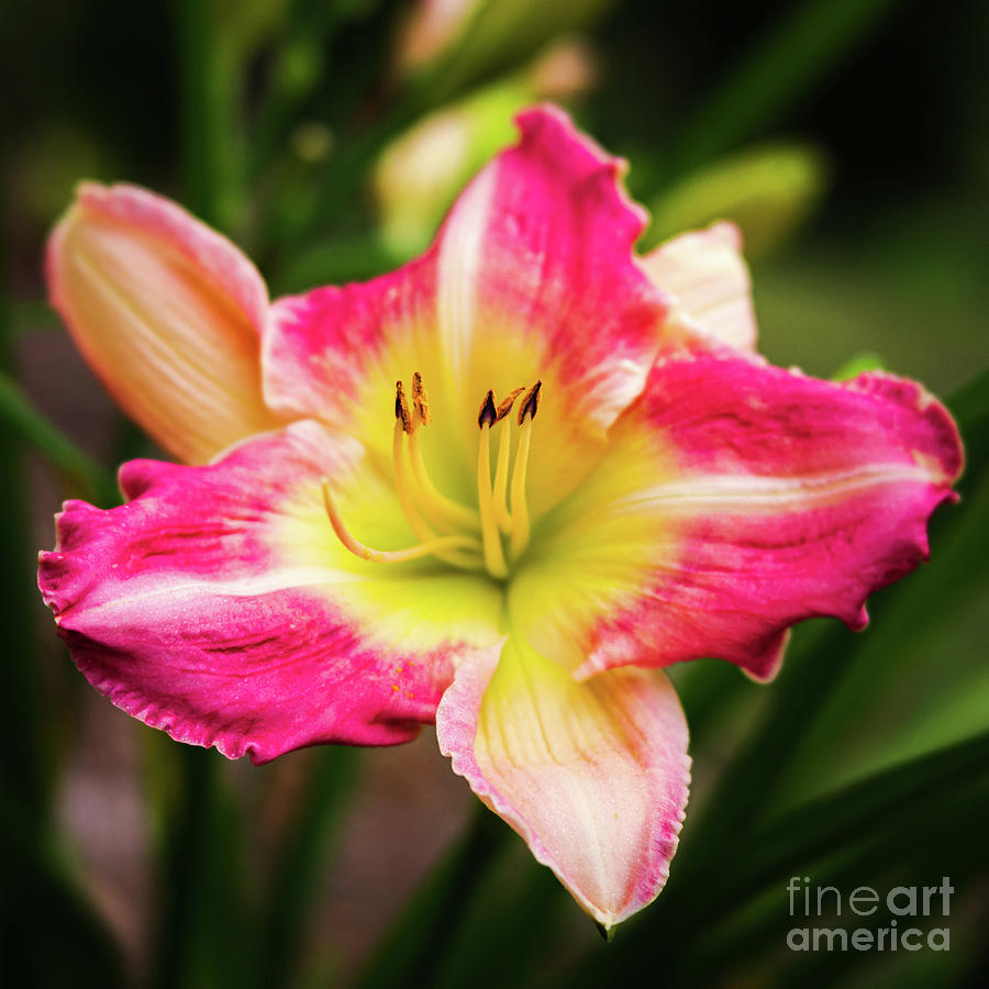 Peppermint Daylily Photograph by Michelle Wittmer-Grabowski - Fine Art ...