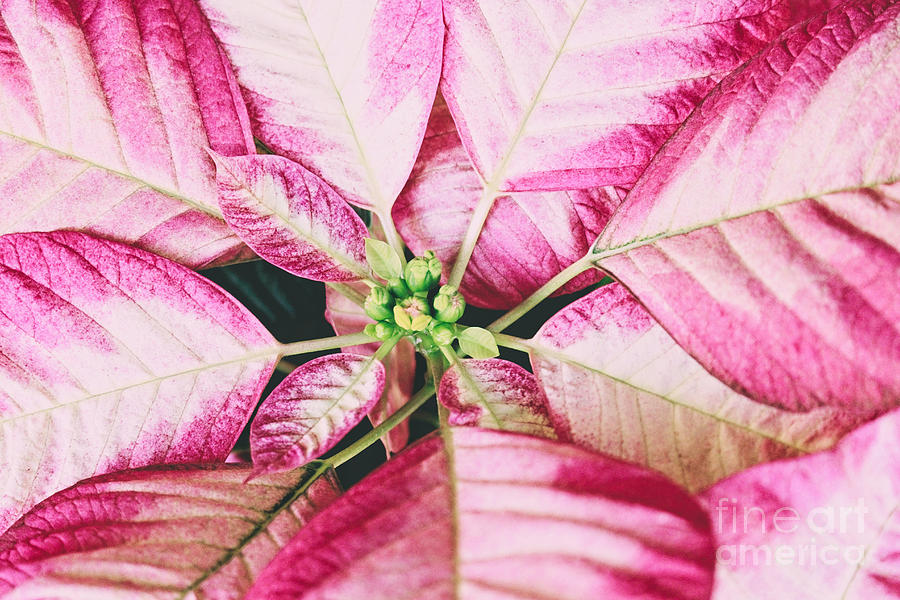 Peppermint Pink Poinsettia Photograph by Ella Kaye Dickey
