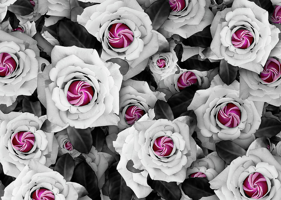 Peppermint Rose Collage Photograph by Vanessa Thomas