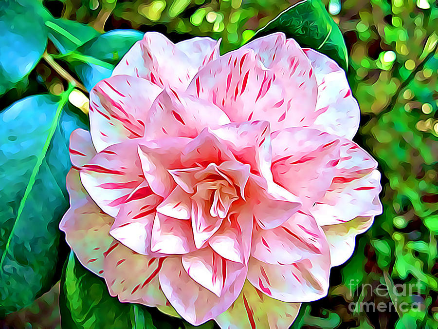 Peppermint Rose by Tracy Ruckman Peppermint Rose by Tracy Ruckman