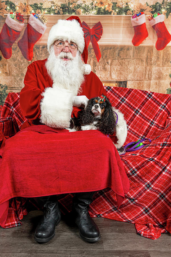 Peppermint with Santa 1 Photograph by Christopher Holmes