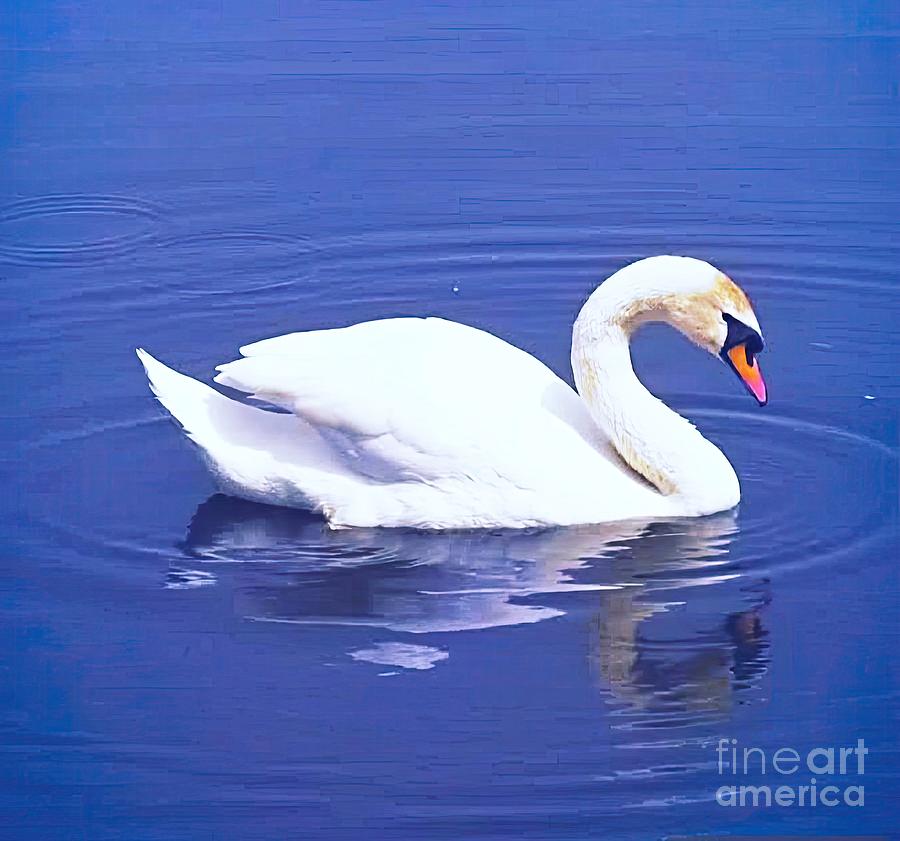 Perceived Calmness - Lone Mute Swan Photograph by Simone Edward Artwork Perceived Calmness - Lone Mute Swan Photograph by Simone Edward Artwork