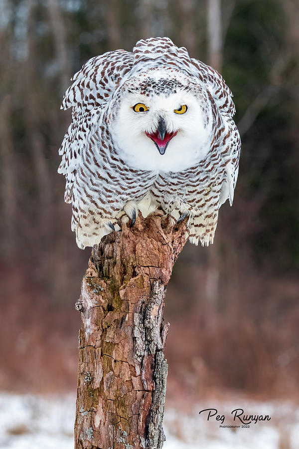 Perched and Playful Vertical Photograph by Peg Runyan