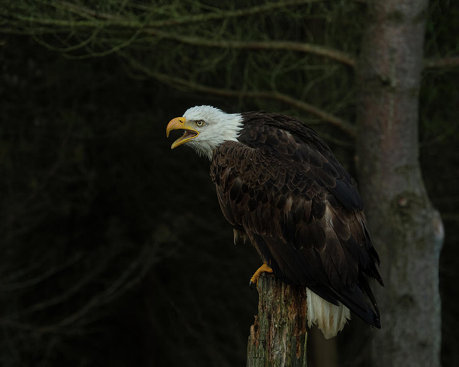 Perched Bald Eagle Photograph by CR Courson