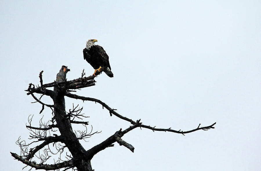 Eagle Photograph - Perched Bald Eagle by Debbie Oppermann