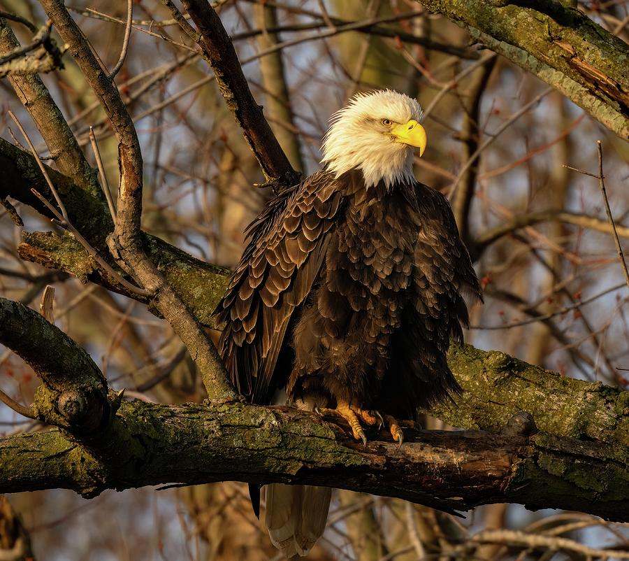 Perched Bald Eagle Photograph by Franklin Baker - Fine Art America