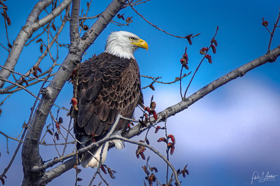Perched Bald Eagle  Photograph by Phil S Addis