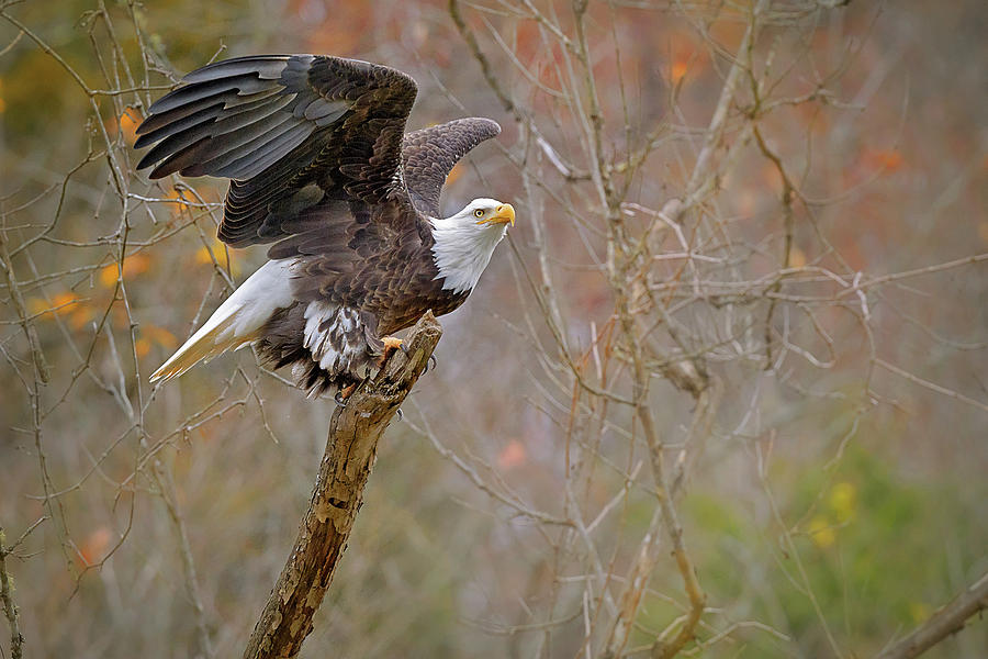 Perched Bald Eagle Photograph by Rhonda McClure