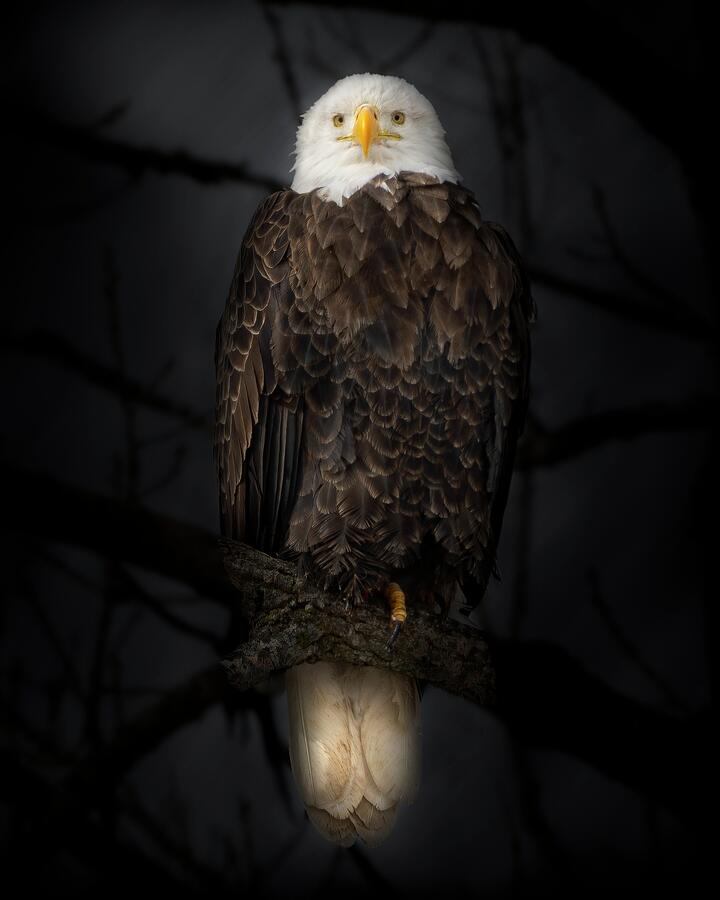 Perched beauty Photograph by Alan Moore Perched beauty Photograph by Alan Moore