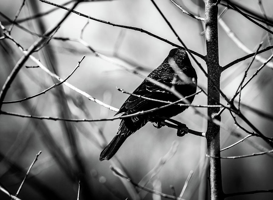 Perched Bird 1 in BNW Photograph by Michael Saunders