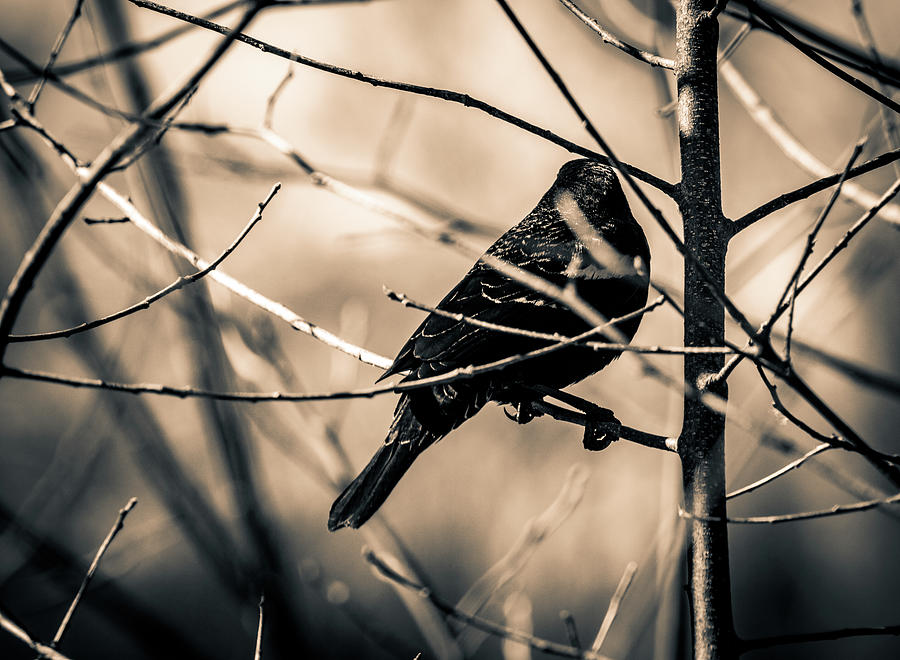 Perched Bird 2 in Toned Sepia Photograph by Michael Saunders