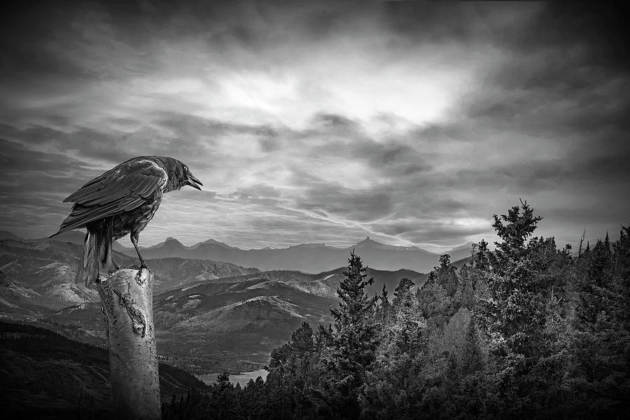 Perched Black Crow in Yellowstone National Park at Sunset.in Bla Photograph by Randall Nyhof
