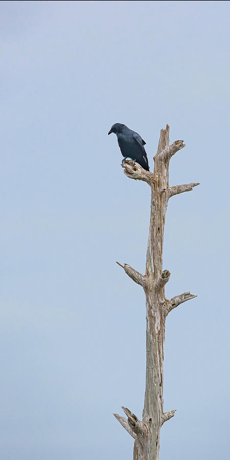 Perched Blackbird Photograph by Gordon Elwell