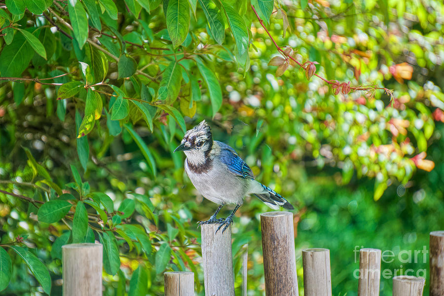 Perched Blue Jay Photograph by Judy Kay