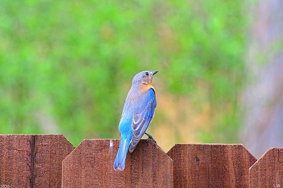 Perched Bluebird Photograph by Lisa Wooten