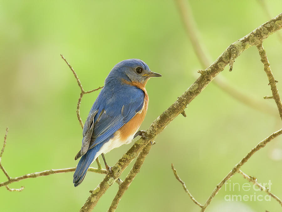 Perched Bluebird Photograph by Michelle Tinger
