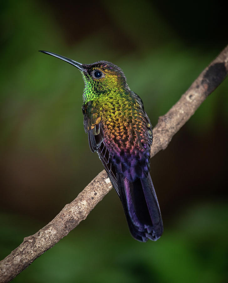 Perched Bronze-tailed Plumeleteer Photograph