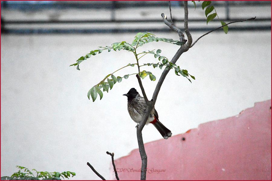 Perched BulBul  bird Photograph by Sonali Gangane