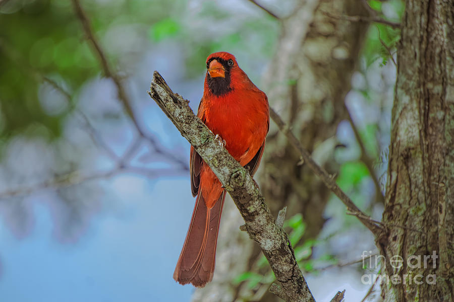 Perched Cardinal Photograph by Judy Kay