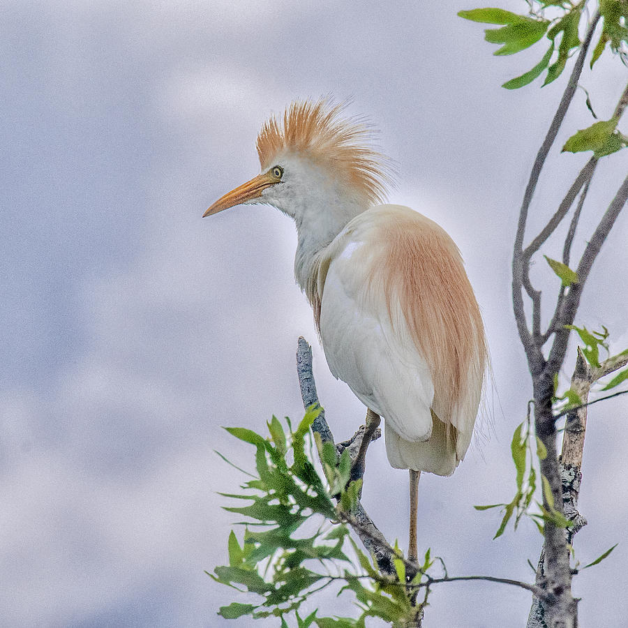 Perched Cattle Egret Photograph by Gordon Ripley