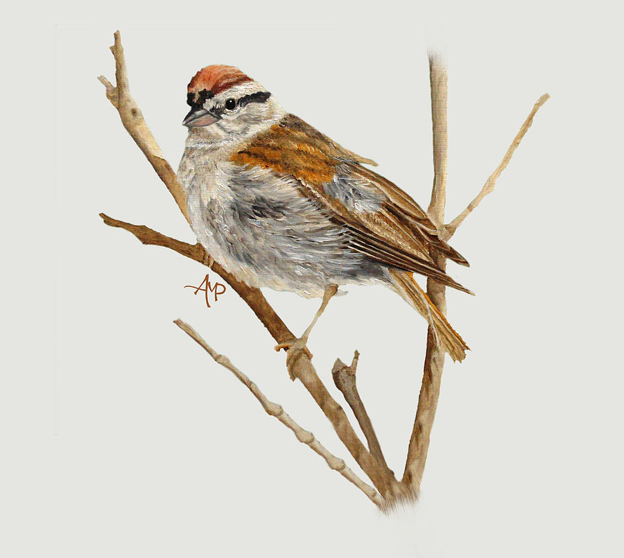 Perched Chipping Sparrow Painting by Angeles M Pomata