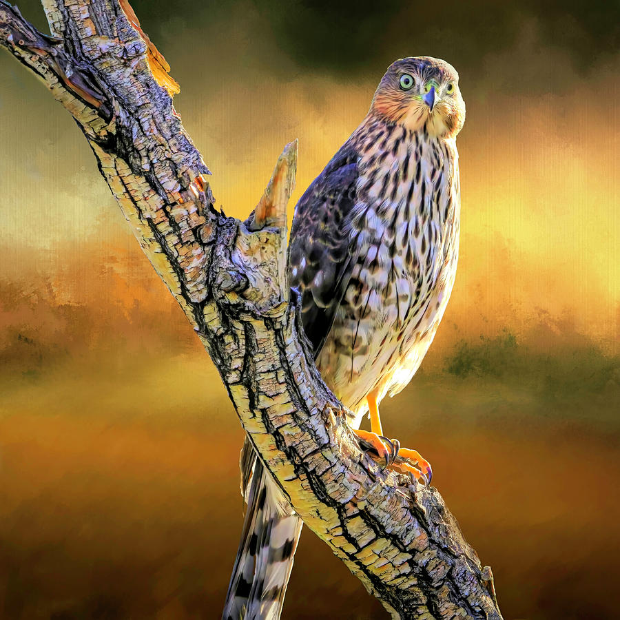 Perched Coopers Hawk Photograph by Donna Kennedy