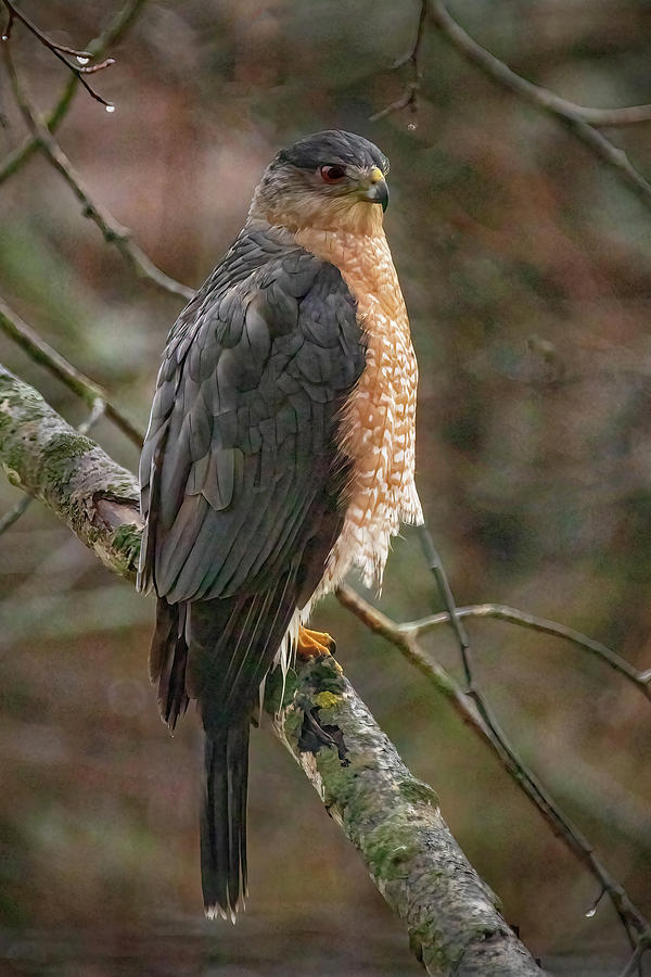 Perched Coopers Hawk Photograph by Ira Marcus