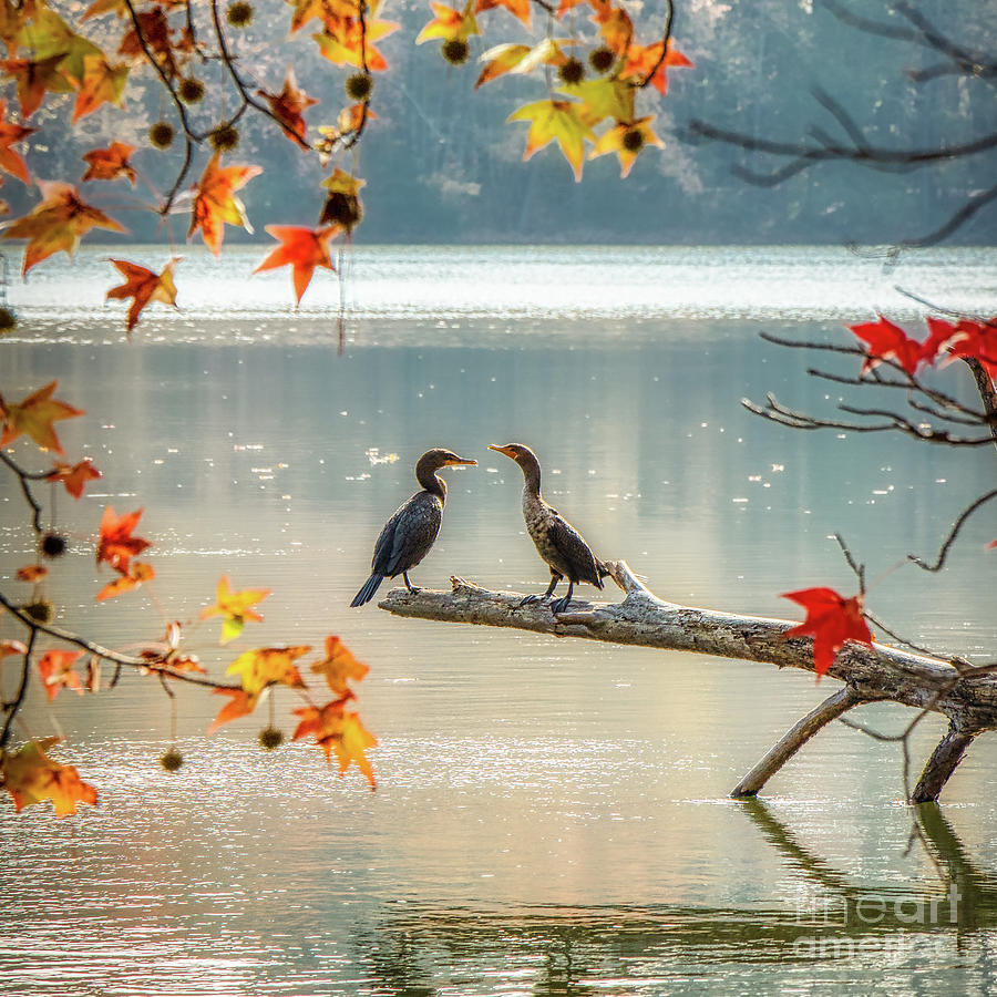 Perched Cormorants In Autumn Photograph