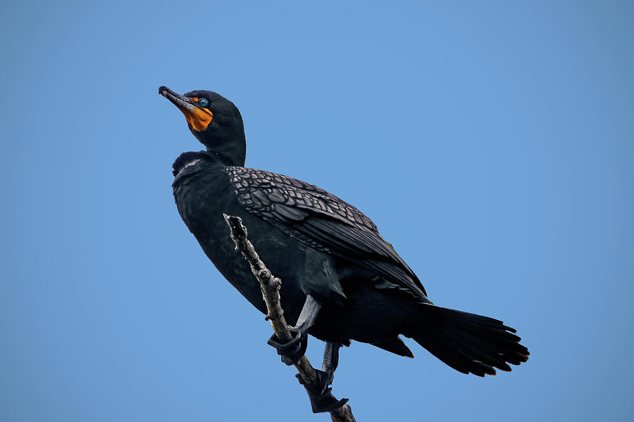 Perched Double Crested Cormorant Photograph by Ira Marcus