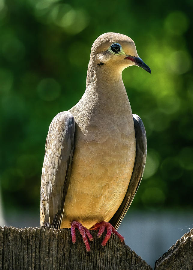 Perched Dove Photograph by Brett Harvey