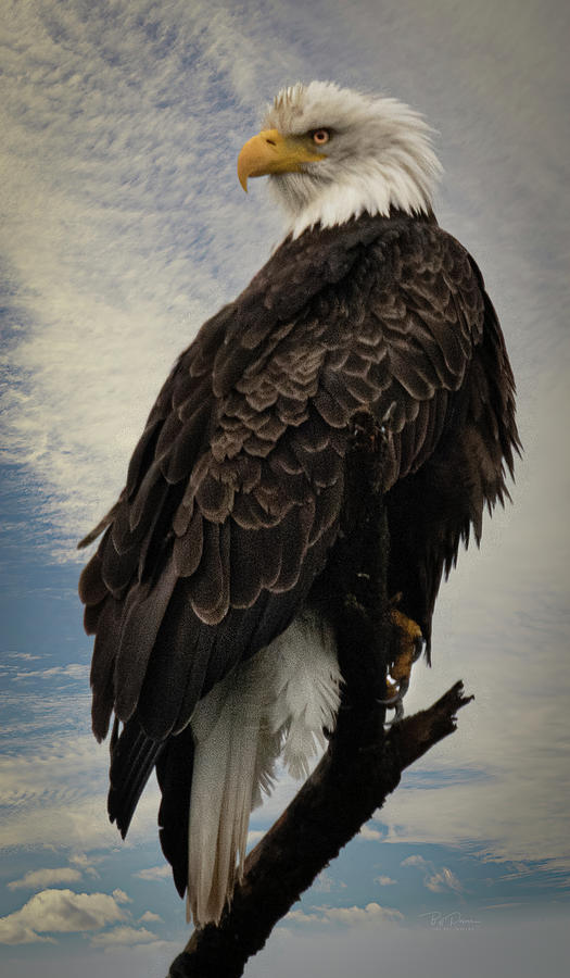 Perched Eagle Photograph by Bill Posner