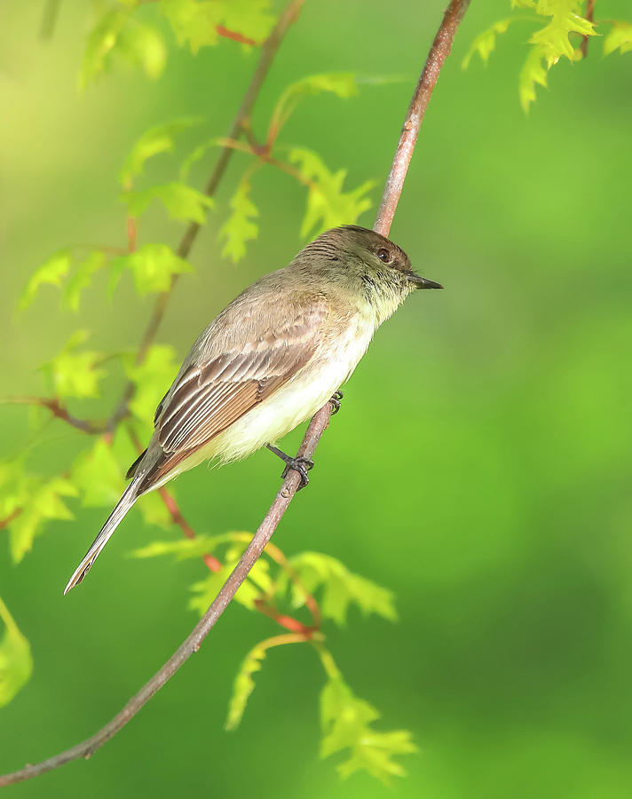 Bird Photograph - Perched Eastern Phoebe by Dan Sproul