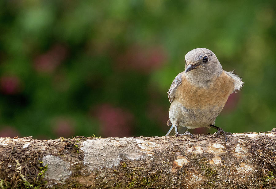 Perched Female Bluebird  Photograph by Jean Noren