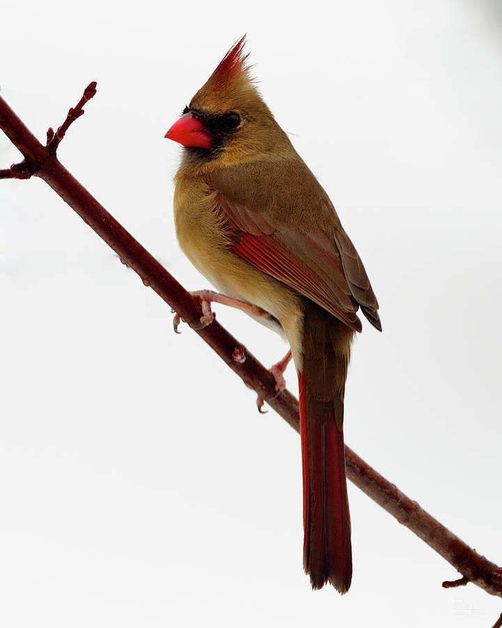 Perched female cardinal in winter scene Photograph by Peter Herman