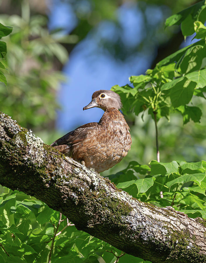 Perched Female Wood Duck Photograph by Dale Kincaid