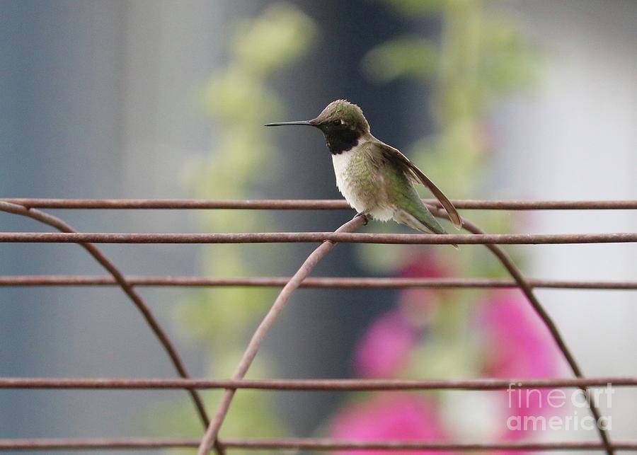 Perched Garden Hummingbird Photograph by Carol Groenen