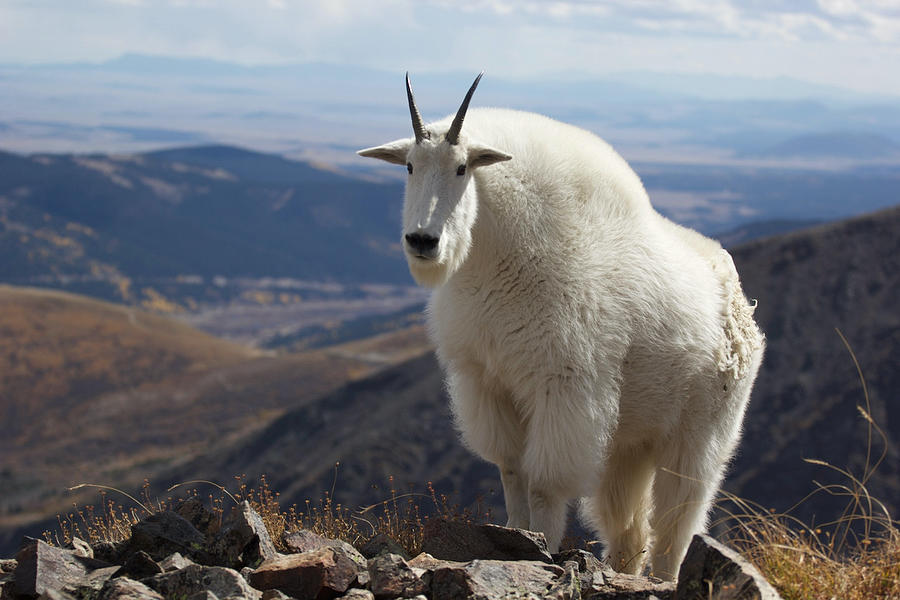 Perched Goat Photograph By David Lamay - Fine Art America