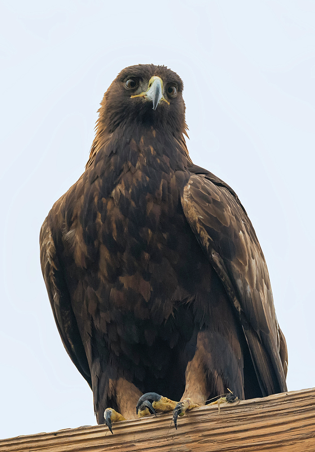 Perched Golden Eagle Photograph by Loree Johnson