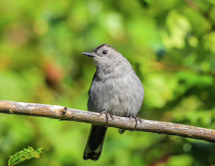 Perched Gray Catbird Photograph by Dan Sproul