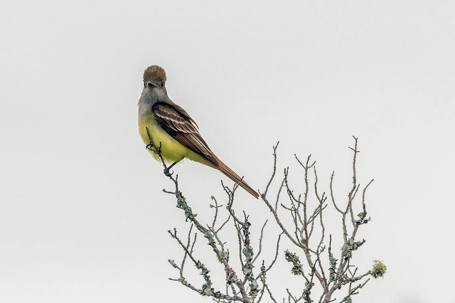 Perched Great Crested Flycatcher Photograph by Liza Eckardt