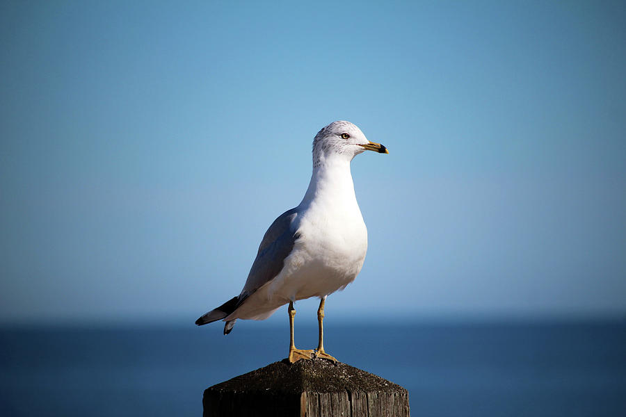 Perched Gull At The Ocean Photograph by Cynthia Guinn