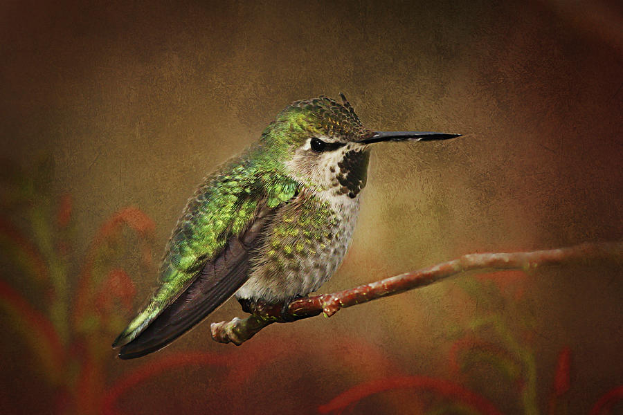 Perched Hummingbird 2 Photograph by Morgan Wright