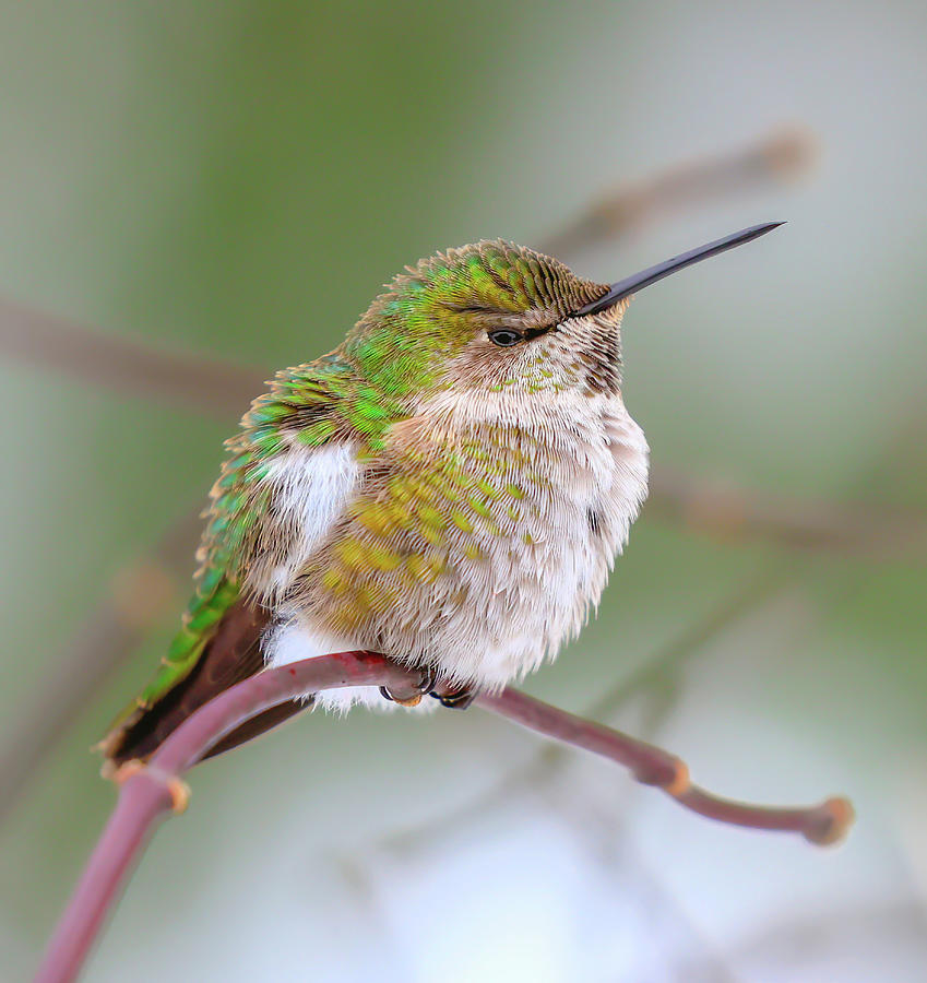 Perched Hummingbird II Photograph