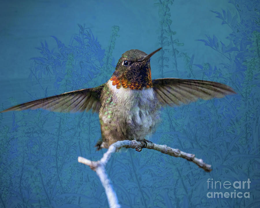 Perched Hummingbird Photograph by Nina Prommer