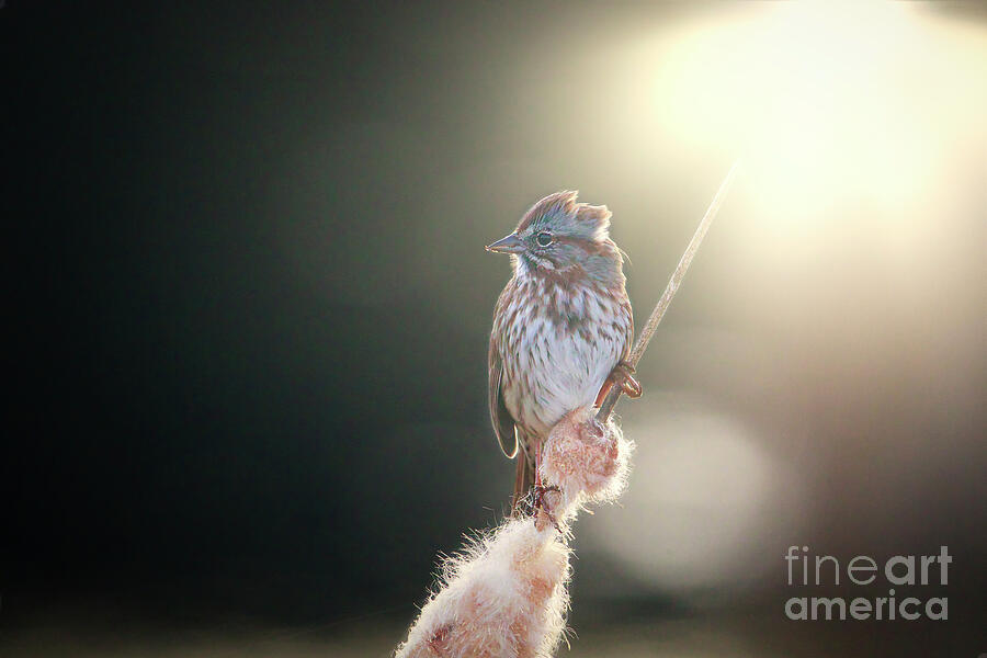 Perched in the evening sun Photograph by Thomas Nay