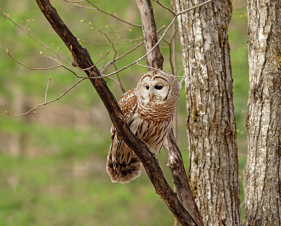 Perched In the Forest Photograph by CR Courson